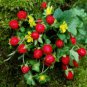Fresh Indian Strawberry Vine Seeds For Planting (100 Seeds) Duchesnea Indica Tuttifr Garden