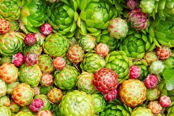 Fresh Hen'S And Chick'S Succulent Seeds For Planting (200 Seeds) Garden