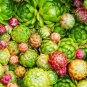 Fresh Hen'S And Chick'S Succulent Seeds For Planting (200 Seeds) Garden