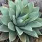 Fresh Whale'S Tongue Century Plant Seeds For Planting (5 Seeds) Agave Ovatifolia Garden