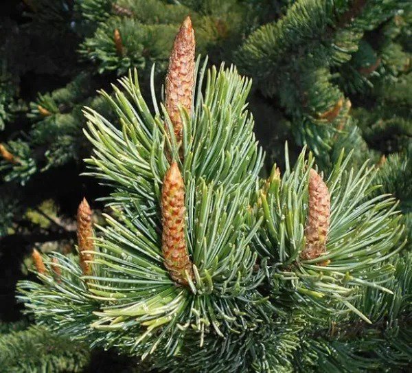 Fresh Bristlecone Pine Tree Seeds For Planting (30 Seeds) Pinus Aristata Garden