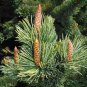 Fresh Bristlecone Pine Tree Seeds For Planting (30 Seeds) Pinus Aristata Garden