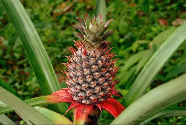Fresh Wild Pineapple Seeds For Planting (10 Seeds) Bromelia Pinguin Garden