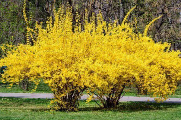 Fresh Weeping Forsythia Bush Seeds For Planting (50 Seeds) Forsythia Suspensa Garden