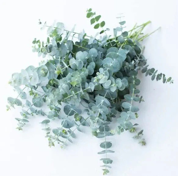 Fresh Baby Blue Eucalyptus Seeds For Planting (10 Seeds) Great For Cut Flower Bouquet Garden