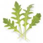 Fresh Athena Arugula Seeds For Planting (200 Seeds) Grow Your Own Food Garden