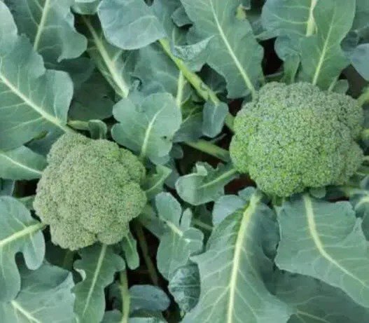 Fresh Asteroid Broccoli Seeds For Planting (50 Seeds) Grow Heirloom Vegetables Garden