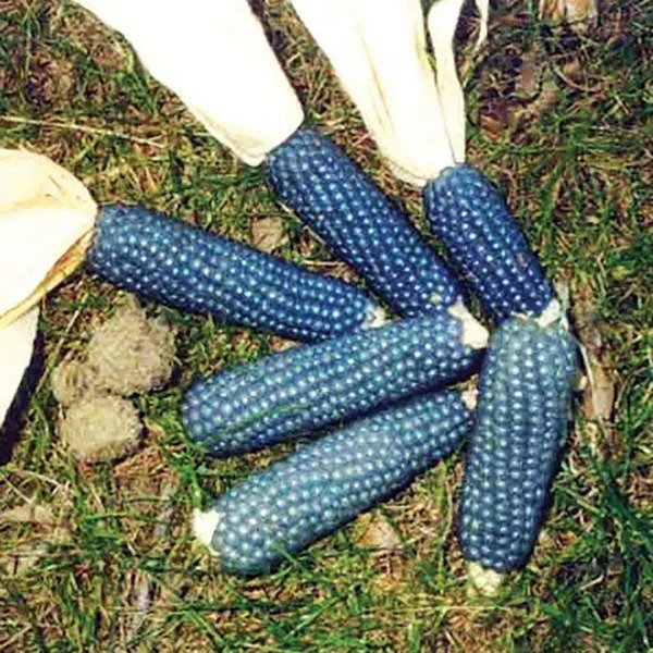 Fresh Miniature Blue Popcorn Seeds For Planting 25 Seeds Per Packet Garden