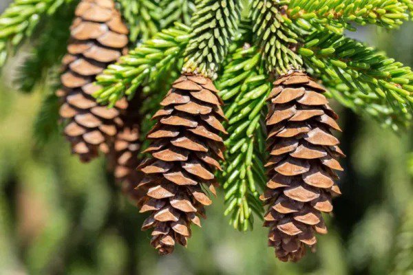 Fresh Oriental Spruce Tree Seeds For Planting (30 Seeds) Picea Orientalis Garden