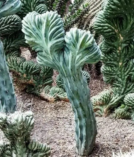 Fresh Dinosaur Back Cactus Seeds For Planting (30 Seeds) Myrtillocactus Geometrizans Garden