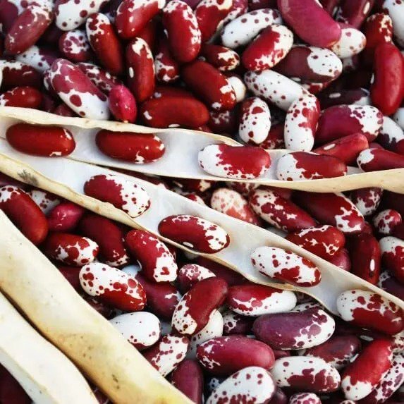 Fresh Jacob'S Cattle Bean Seeds For Planting (20 Seeds) Big Yielder Garden