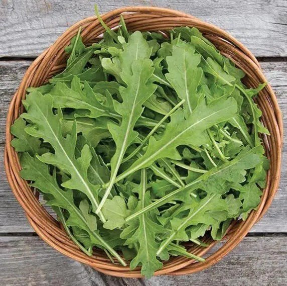 Fresh Arugula Uber Seeds For Planting (50 Seeds) Big Yields And Fast Growing Garden