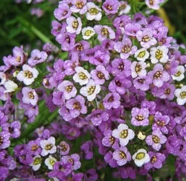 Fresh Dwarf Sweet Alyssum Seeds. Royal Carpet (100 Seeds) Perennial Ground Cover Pla Garden