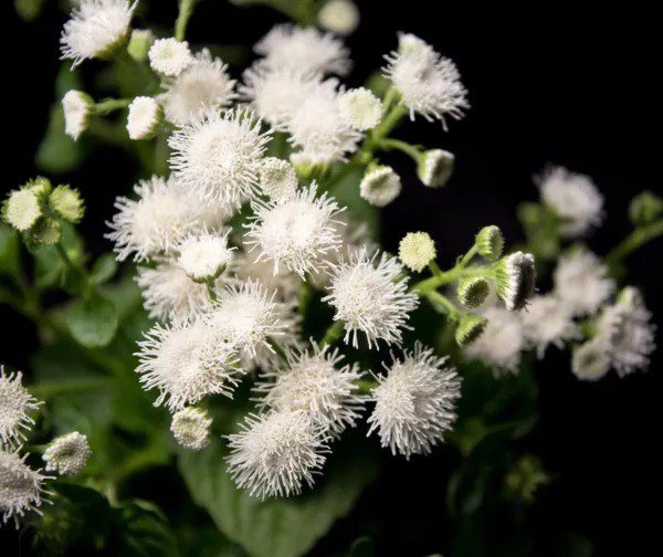 Fresh Dondo White Ageratum Seeds (100 Seeds) Beautiful White Blooms Summer Till Fros Garden