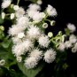 Fresh Dondo White Ageratum Seeds (100 Seeds) Beautiful White Blooms Summer Till Fros Garden