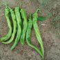Fresh Iberia Pepper Seeds For Planting (25 Seeds) Hybrid Hot Pepper Produces All Sea Garden