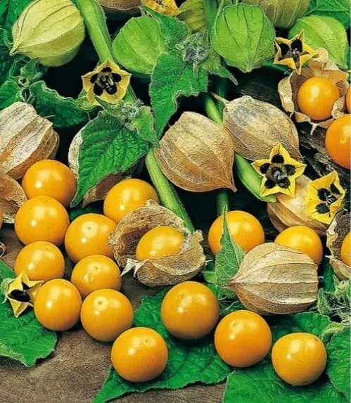 Fresh Pineapple Tomatillo Seeds For Planting (50 Seeds) Heirloom Annual Garden