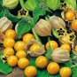 Fresh Pineapple Tomatillo Seeds For Planting (50 Seeds) Heirloom Annual Garden