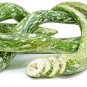 Fresh Speckled Snake Gourd Seeds For Planting (10 Seeds) Grow Exotic 3 Foot Long Gou Garden