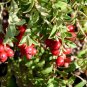 Fresh 100 American Cranberry Bush Seeds For Planting Vaccinium Macrocarpon Garden