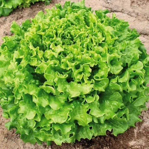 Fresh Lettuce Muir Mto Organic Seeds For Planting (50 Seeds) Garden