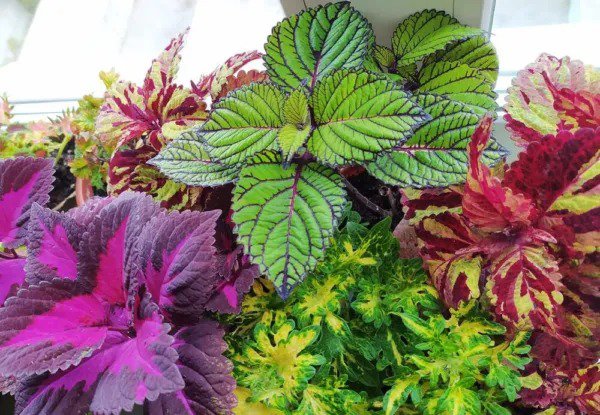 Fresh Coleus Rainbow Mix Seeds For Planting (50 Seeds) Easyt To Grow And Stunning Co Garden