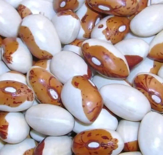Fresh Hidatsa Shield Bean Seeds For Planting (20 Seeds) Garden