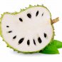 Fresh Soursop Fruit Tree Seeds For Planting 5 Seeds Annona Muricata Great For Bo Garden
