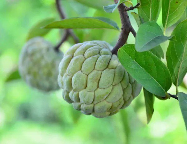 Fresh Sugar Apple Tree Seeds For Planting 5 Seeds Annona Squamosa Great For Bonsa Garden