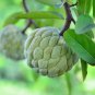 Fresh Sugar Apple Tree Seeds For Planting 5 Seeds Annona Squamosa Great For Bonsa Garden