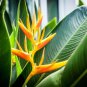 Fresh Gold Heliconia Champneana Seeds For Planting 10 Seeds Banana Plant Garden