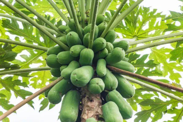 Fresh Papaya Tree Seeds For Planting 5 Seeds Carica Papaya "Honeydew" Garden