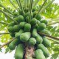 Fresh Papaya Tree Seeds For Planting 5 Seeds Carica Papaya "Honeydew" Garden