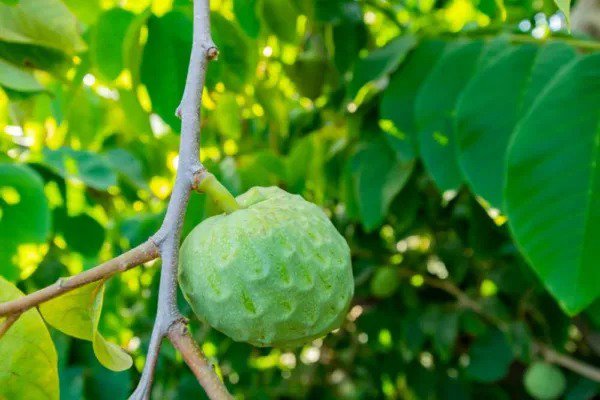 Fresh Custard Apple Seeds For Planting (5 Seeds) Annona Cherimola Great For Bonsai Garden