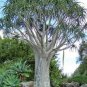 Fresh Tree Aloe Seeds For Planting (5 Seeds) Aloe Barberae Garden