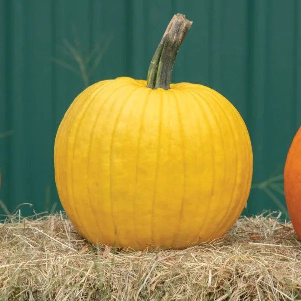 Fresh Mellow Yellow Pumpkin Seeds For Planting (10 Seeds) Exotic And Hard To Find Pu Garden