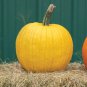 Fresh Mellow Yellow Pumpkin Seeds For Planting (10 Seeds) Exotic And Hard To Find Pu Garden