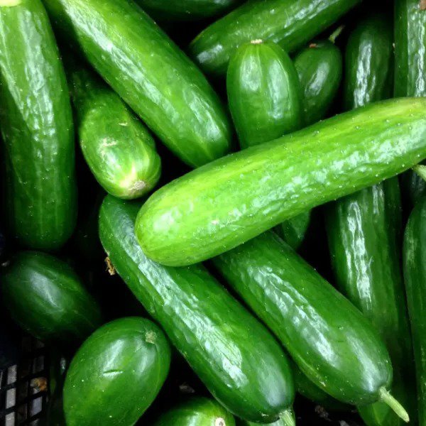 Fresh Eureka Cucumber Seeds For Planting (50 Seeds) Garden