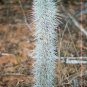 Fresh Octopus Tree Seeds For Planting (5 Rare Seeds) Didierea Madagascariensis Garden
