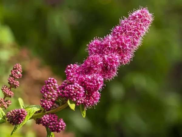 Fresh Steeple Bush Flower Seeds For Planting (100 Seeds) Stunning Tall Pink Steeple Sh Garden
