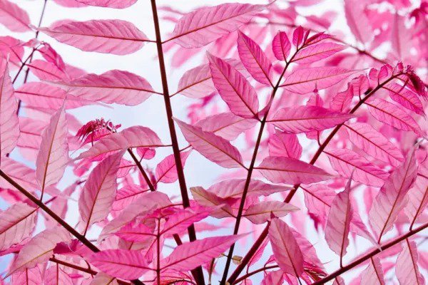 Fresh Chinese Toon Tree Seeds For Planting (30 Seeds) Rare Pink Leafs Chinese Maho Garden