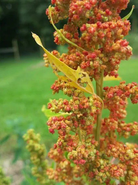 Fresh Lambsquarters Lamb'S Quarters Seeds For Planting (100 Seeds) Chenopodium Albu Garden