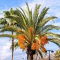Fresh Jelly Palm Seeds For Planting (5 Seeds) Butia Capitata Coco Palm Trees Garden