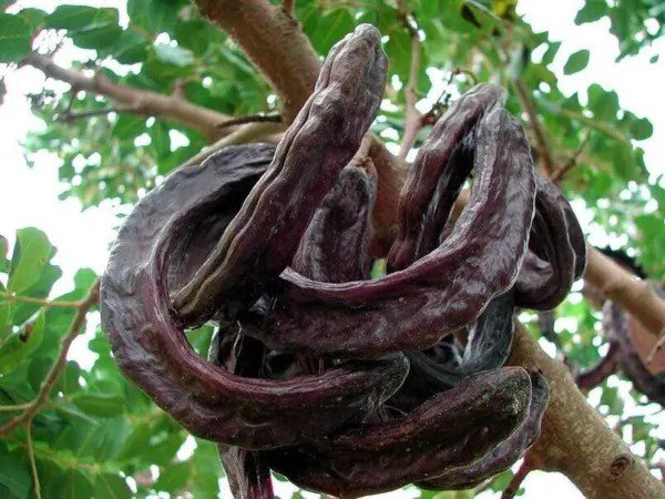 Fresh St. John'S Bread Tree Seeds For Planting (10 Seeds) Ceratonia Siliqua Carob T Garden