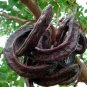 Fresh St. John'S Bread Tree Seeds For Planting (10 Seeds) Ceratonia Siliqua Carob T Garden