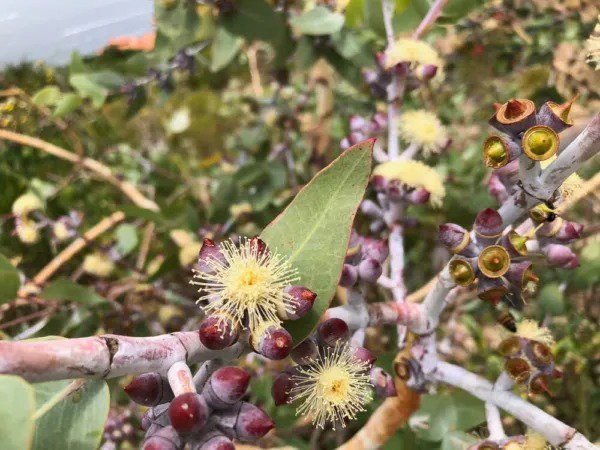 Fresh Lemon Scented Eucalyptus Tree Seeds (30 Seeds) Eucalyptus Citriodora Garden
