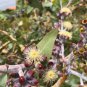 Fresh Lemon Scented Eucalyptus Tree Seeds (30 Seeds) Eucalyptus Citriodora Garden