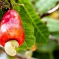 Fresh Cashew Tree Seeds For Planting (6 Seeds) Anacardium Occidentale Garden