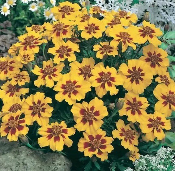 Fresh French Marigold Seeds (Dwarf) Naughty Marietta (200 Seeds) And Garden