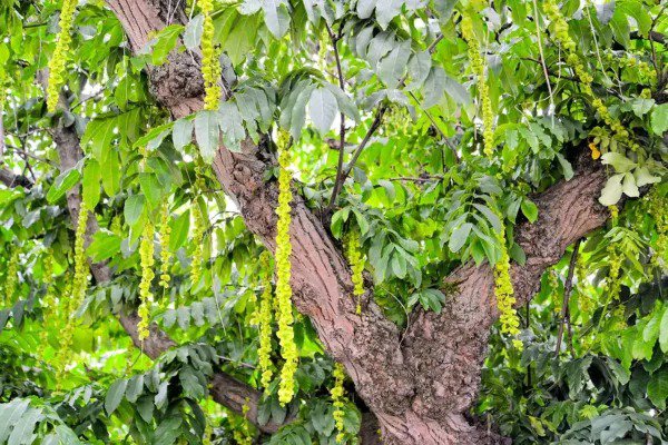 Fresh Caucasian Wingnut Tree Seeds For Planting (10 Seeds) Pterocarya Fraxinifolia Garden